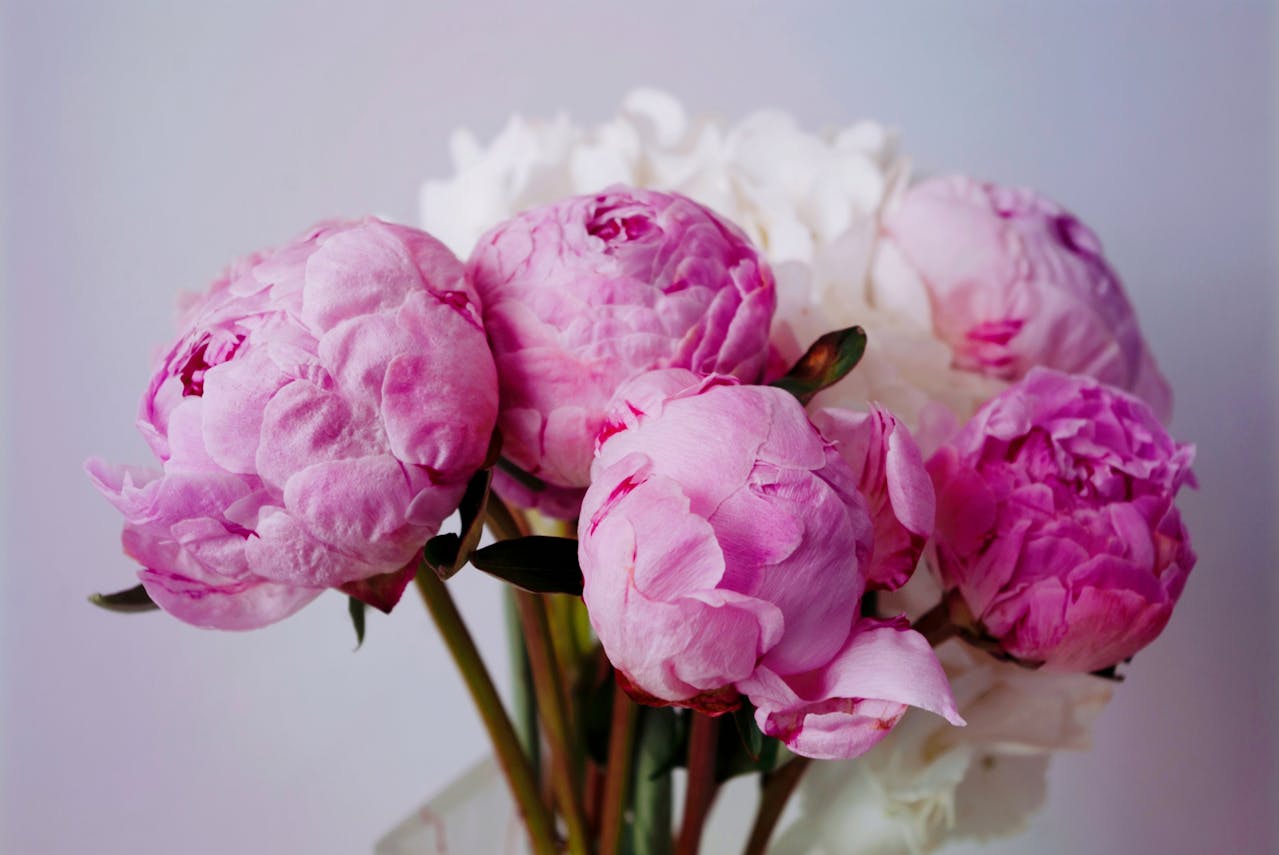 Peony